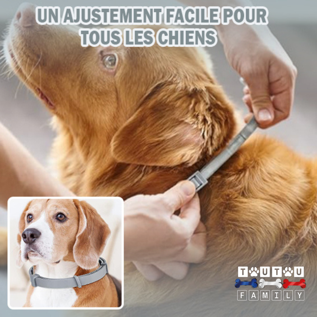 Collier anti puce pour chien - ProtecToutou™