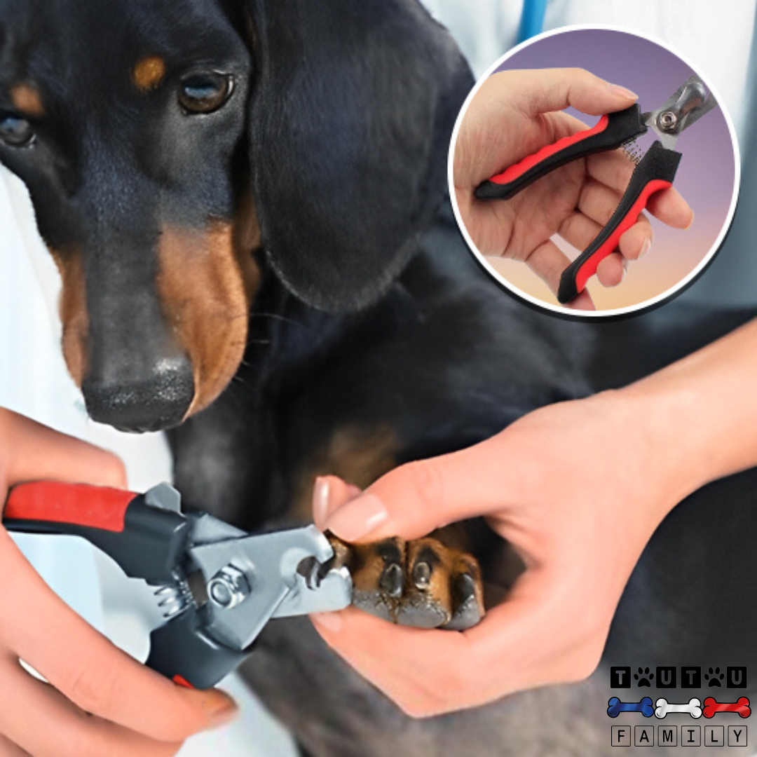 Coupe ongle pour chien - CoupeToutou™