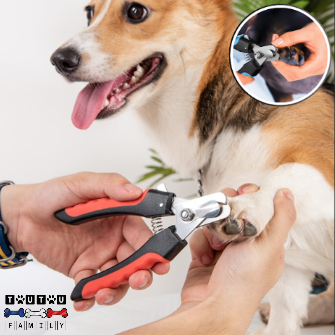 Coupe ongle pour chien - CoupeToutou™