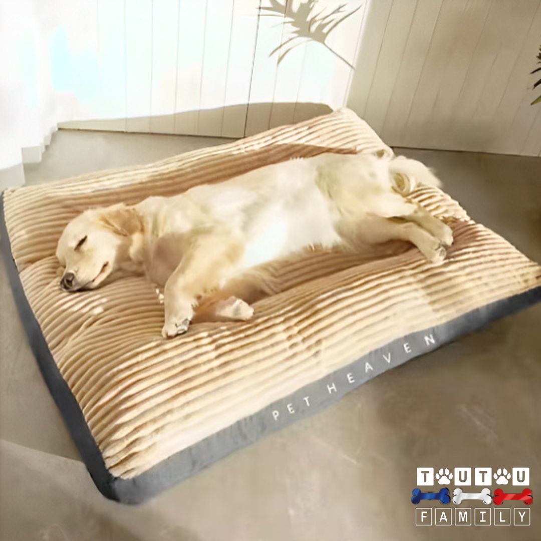coussin-dehoussable-chien-xxl-un-labrador-beige-couché-sur-le-matelas-qui-fait-sa-sieste