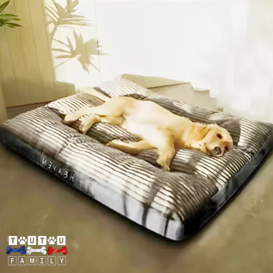coussin-dehoussable-chien-impermeable-un-labrador-couleur-sable-allongé-sur-le-flanc-sur-coussin