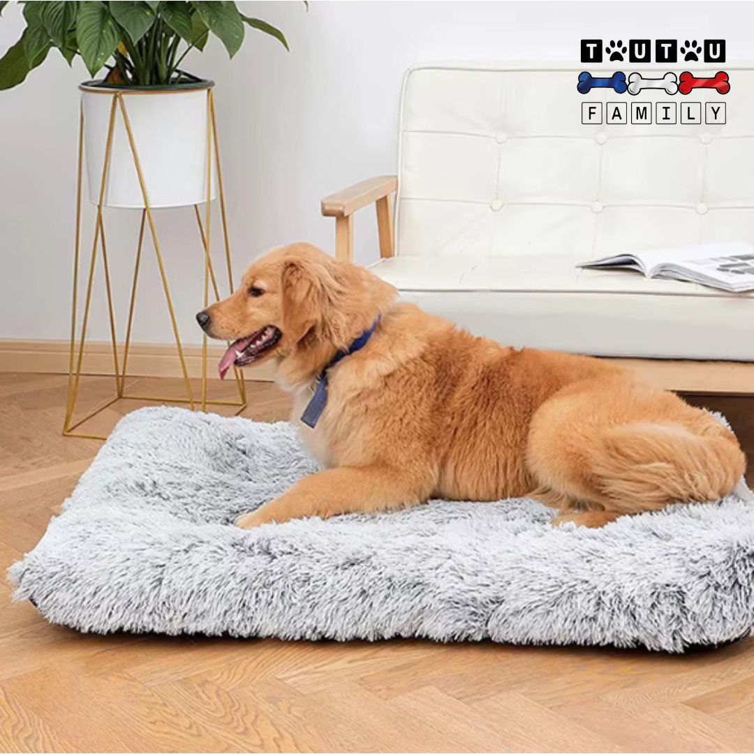 lit-pour-chien-orthopedique-impermeable-un-golden-qui-est-allongé-confortablement-sr-le-coussin-dehoussable-avec-son-matelas-à-mémoire-de-forme