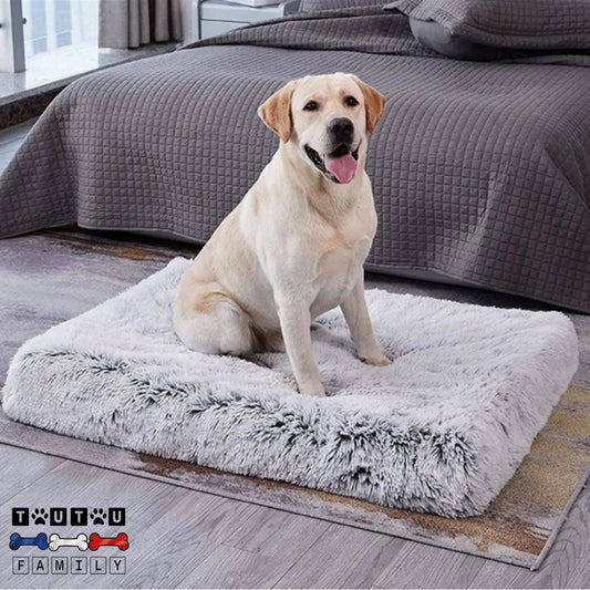 lit-pour-chien-orthopedique-pour-tout-taille-de-chien-un-labrador-assis-et-heureux-sur-son-coussin-ergonomique
