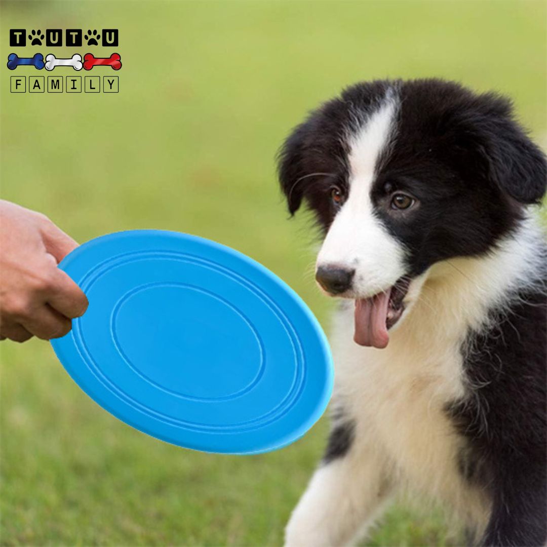 Frisbee-pour-chien-caoutchouc-jouet-interactif-un-border-collie-qui-joue-avec-son-maitre-au-frisbee-au-parc