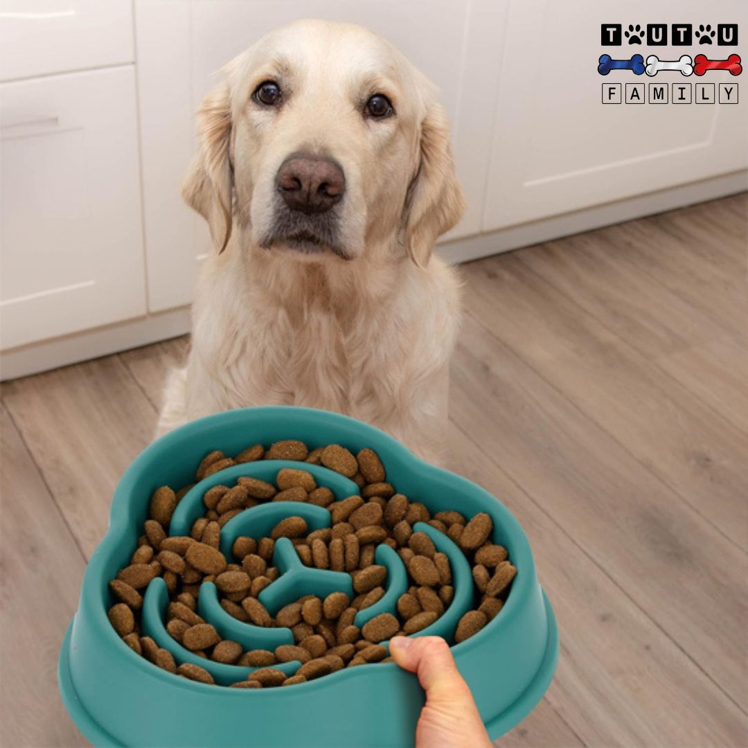 gamelle-anti-glouton-chien-gourmand-un-golden-qui-se-fait servir-son-repas-par-son-maitre-dans-sa-gamelle-anti-glouton-lavable