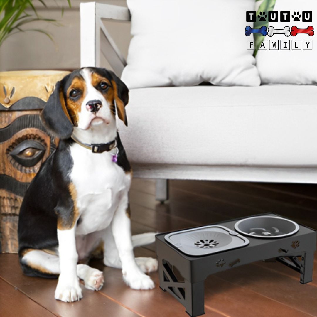 Gamelle-chien-surélevée-pliable-lavable-un-chien-de-taille-moyenne-avec-ses-deux-gamelles-avec-support-réglable-sur-5-hauteurs-qui-s-adapte-à-la-taille-du-chien-lavable-légère-et-pliable