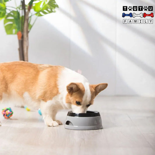 Gamelle-eau-chien-anti-renversement-anti-éclaboussure-un-Corgi-Welsh-qui-boit-dans-sa-gamelle-eau-chien-anti-éclaboussure-qui-garde-les-sols-secs