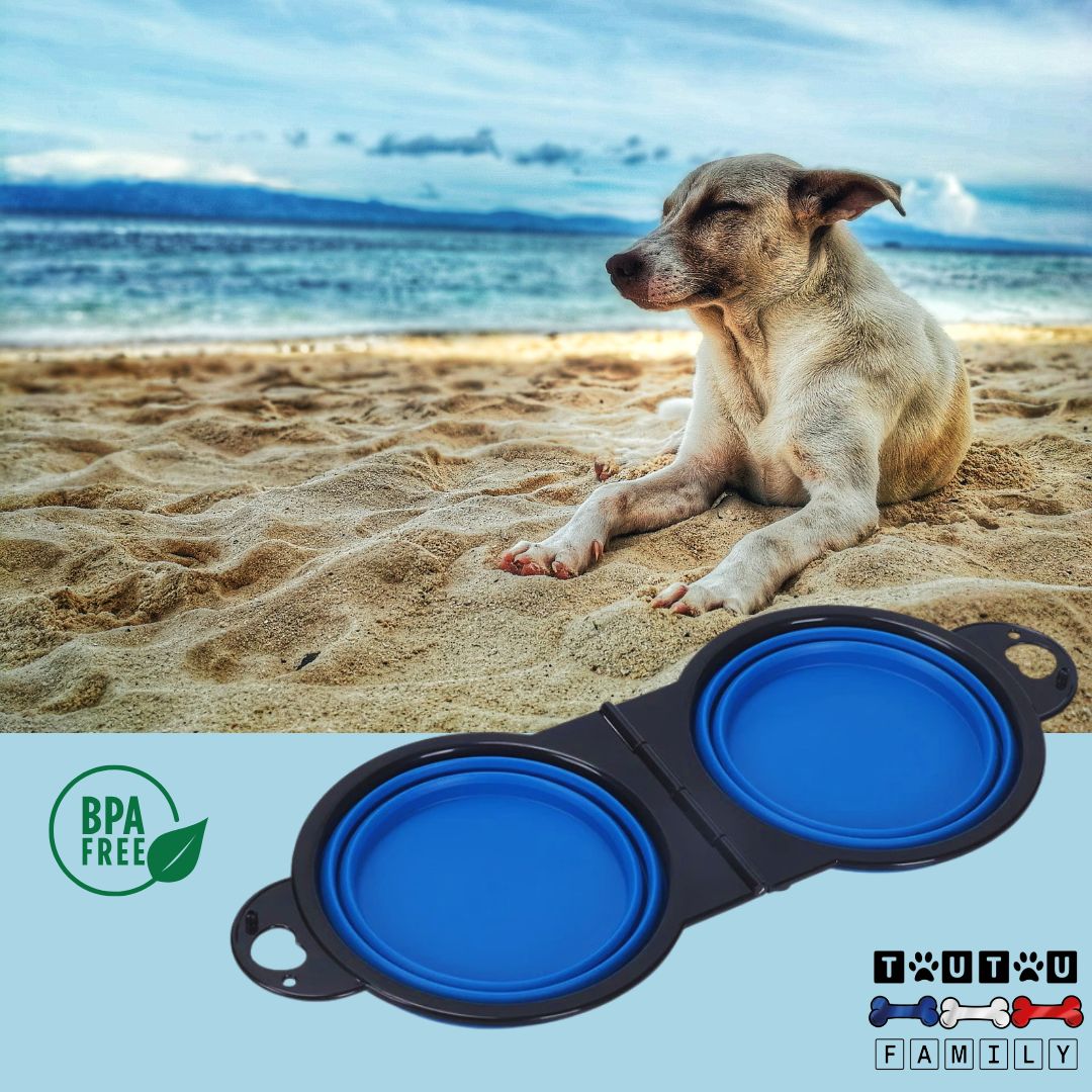 Gamelle-pliable-pour-chien-gamelle-2-en-1-silicone-sans-BPA-écoresponsable-bleu-un-chien-sur-la-plage-avec-sa-gamelle-bleu