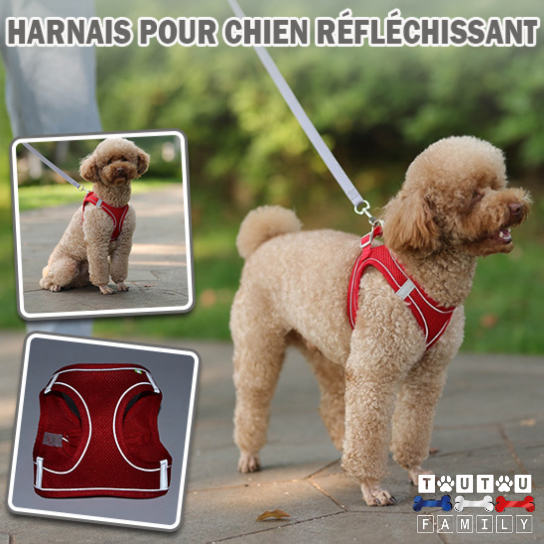 Harnais et laisse chien- HarnaisToutou™