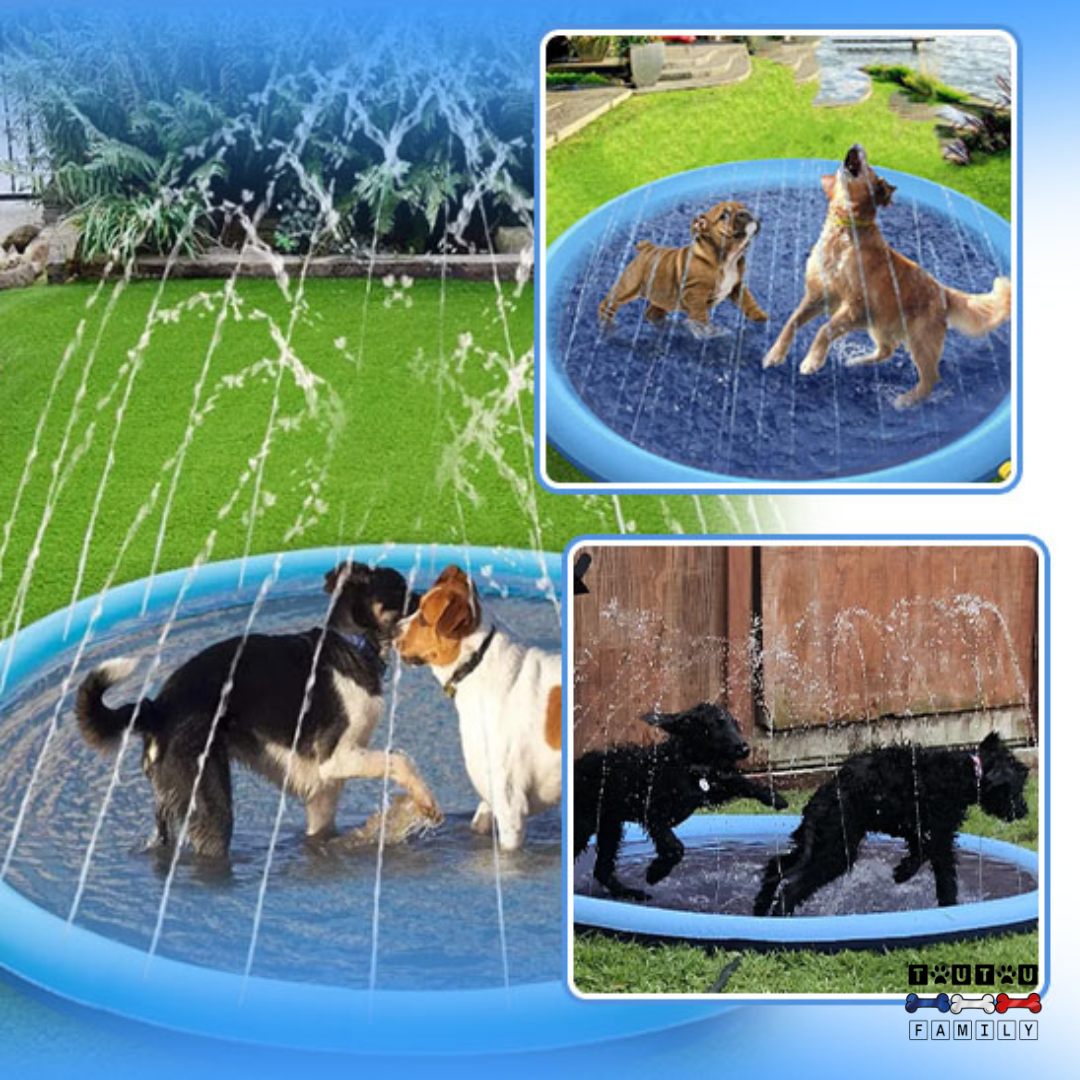 Piscine pour chien - SplashToutou™