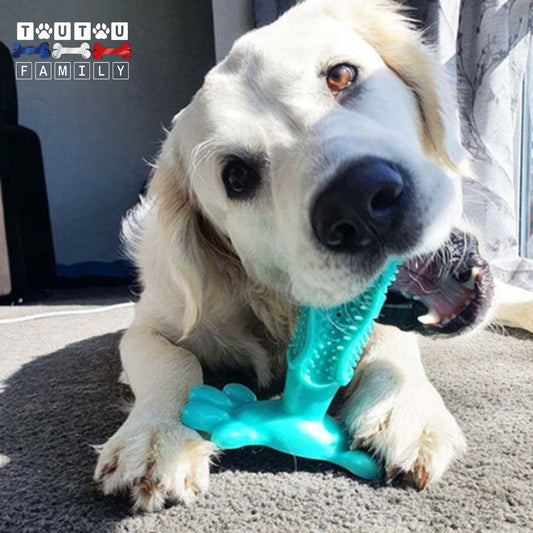 jouet-chien-anti-tarte-dentifrice-un-labrador-sable-qui-mord-dans-le-jouet-brosse-a-dent-bleu