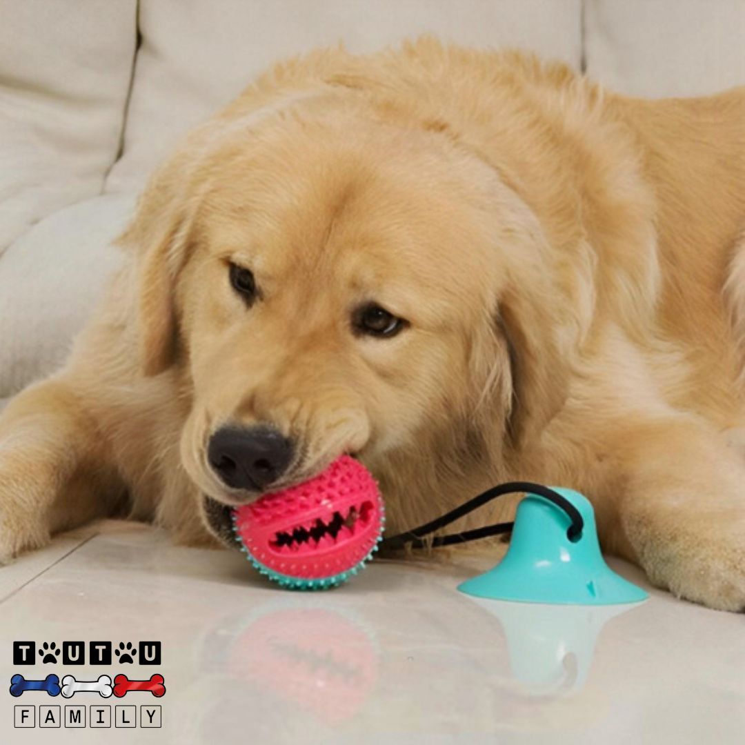 jouet-chien-distributeur-de-croquette-jouet-interactif-pour-chien-balle-a-friandise-et-corde-jouet-à-mordre-nettoie-les-dent-sans-danger-un-golden-qui-mord-dans-la-balle-du-jouet