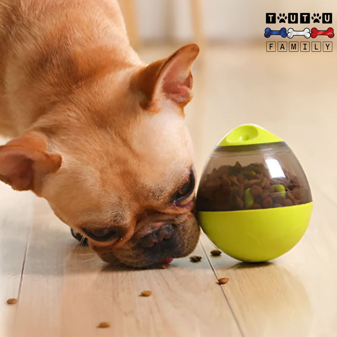 jouet-distributeur-de-croquette-chien-intelligent-bouledogue-français-qui-mange-des-friandise-à-l-intérieur