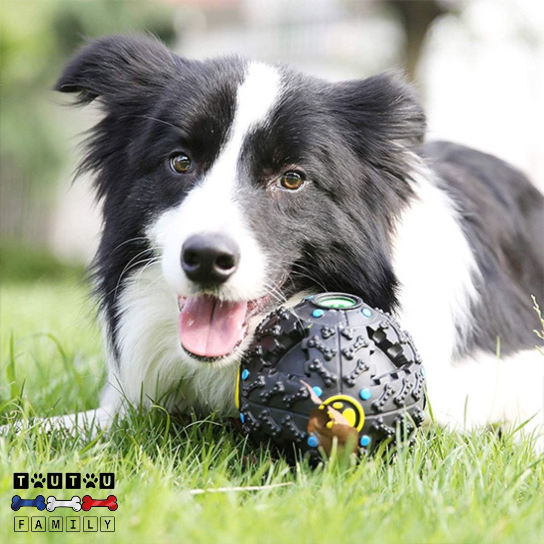 jouet-distributeur-de-croquettes-chien-anti-glouton-un-Border-Collie-qui-joue-avec-sa-balle-dans-le-jardin