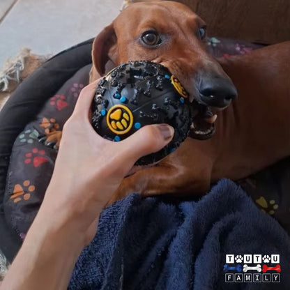 jouet-distributeur-de-croquettes-chien-jeu-d-occupation-un-teckel-mord-avec-plaisir-dans-la-balle-qui-cachent-des-croquettes