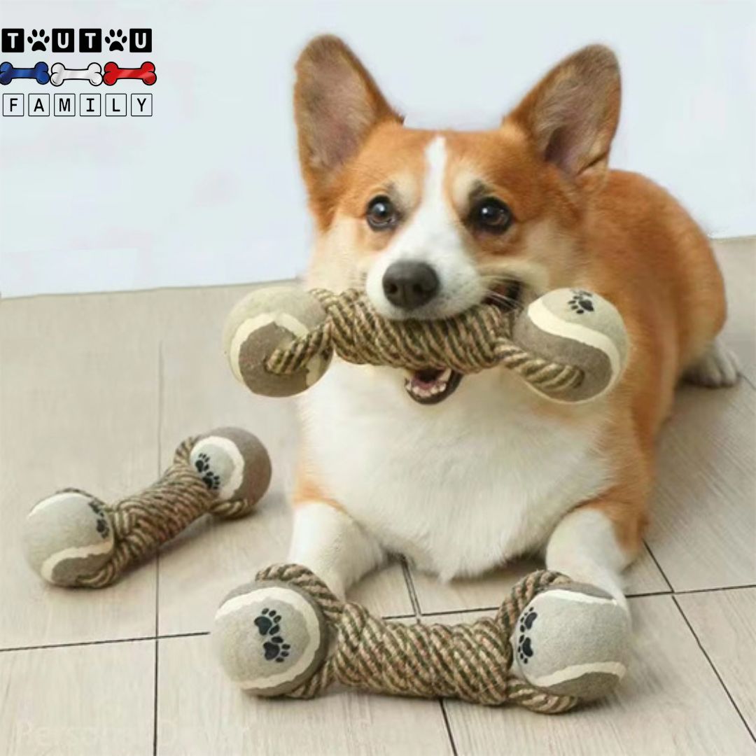Jouet-en-corde-pour-chien-avec-balle-aux-extrémités-un-Corgi-Welsh-qui-tient-son-jouet-en-corde-solide-en-coton-dans-sa-mâchoire