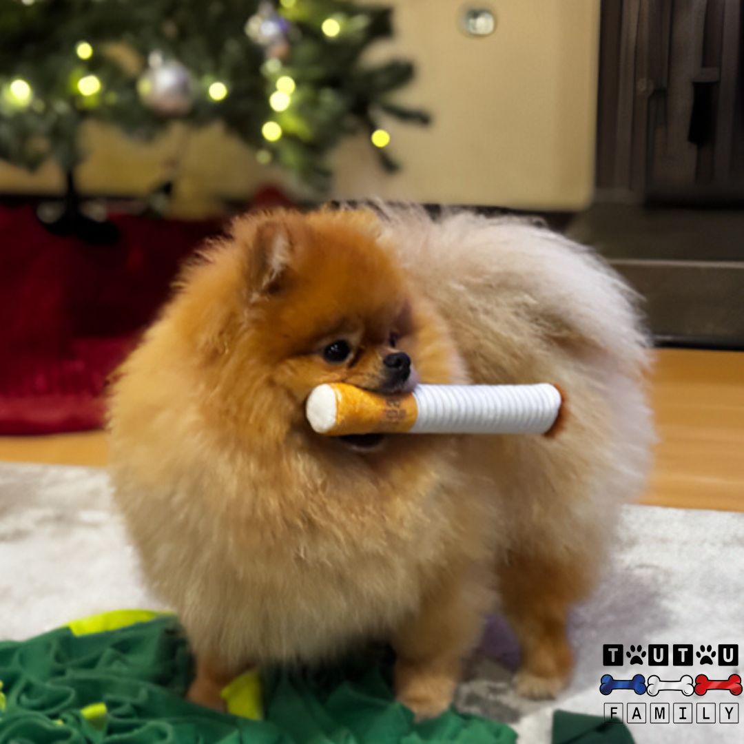 Jouet-en-peluche-pour-chien-cigarette-jouet-interactif-jouet-rigolo-tenu-dans-sa-mâchoire-par-un-spitz-nain