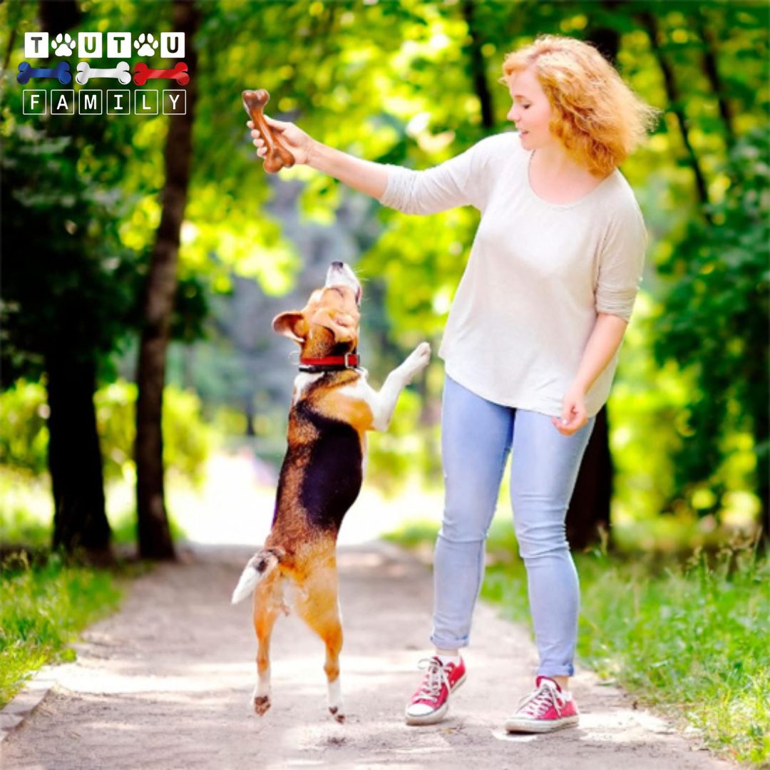Jouet-indestructible-pour-chien-pour-chien-destructeur-un-petit-chien-qui-tente-d-attraper-avec-joie-l-os-tenu-dans-la-main-de-son-propriétaire-à-l-extérieur