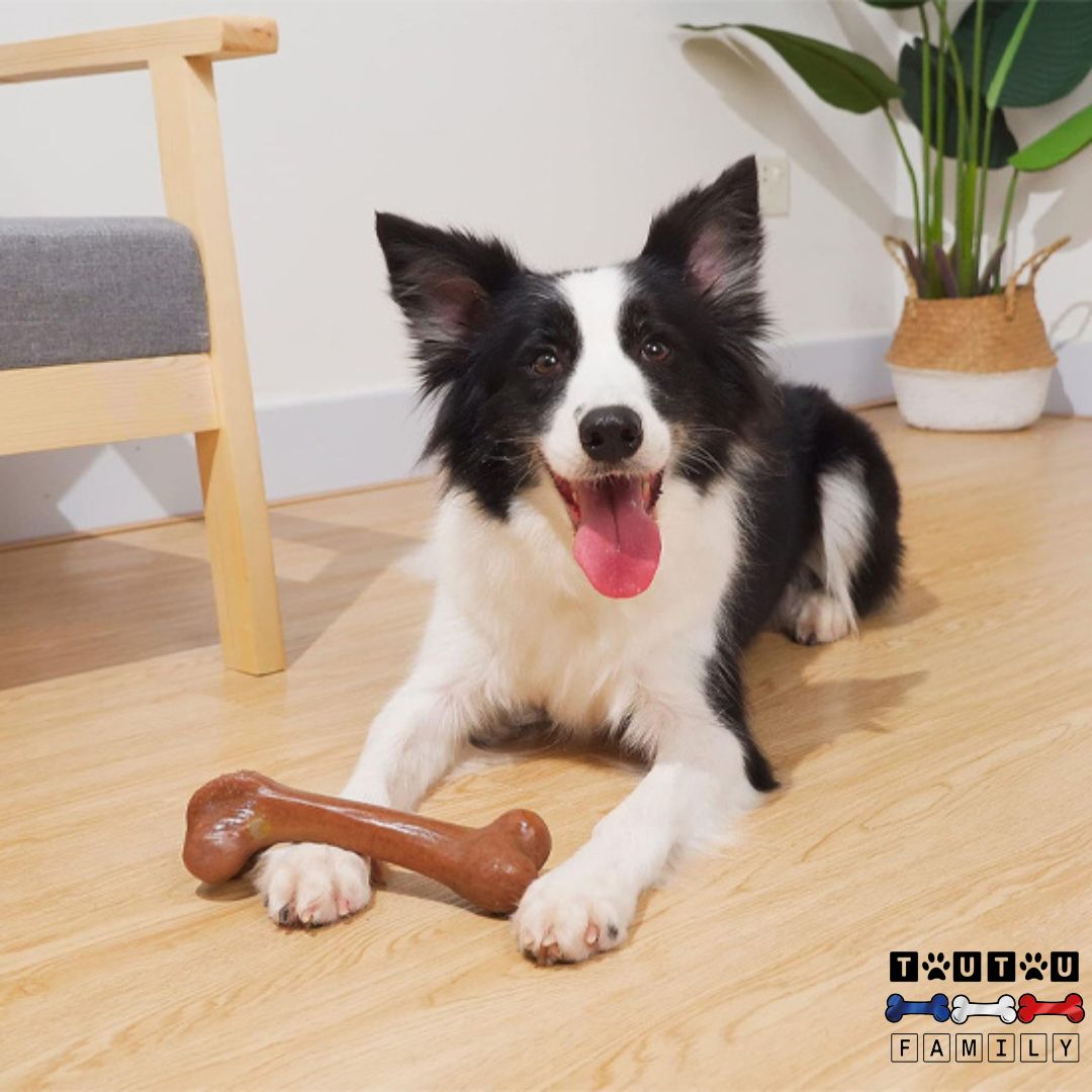 Jouet-indestructible-pour-chien-os-bois-un-border-collie-heureux-et-détendu-après-avoir-rongé-son-jouet-d-occupation-anti-stress-résistant-et-sans-danger-qui-nettoie-ses-dent-et-favorise-la-bonne-haleine