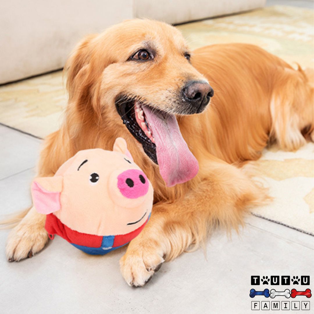 Jouet-interactif-pour-chien-cochon-en-peluche-jouet-autonome-qui-saute-vibre-fait-des-sons-réagit-au-mouvement-un-golden-couché-tout-heureux-après-avoir-joué-avec-son-jouet-rebondissant