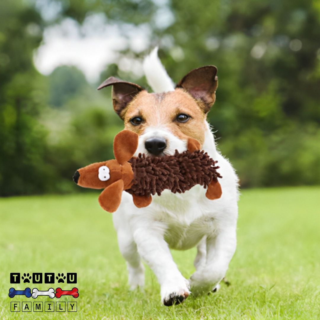 jouet-pour-chiot