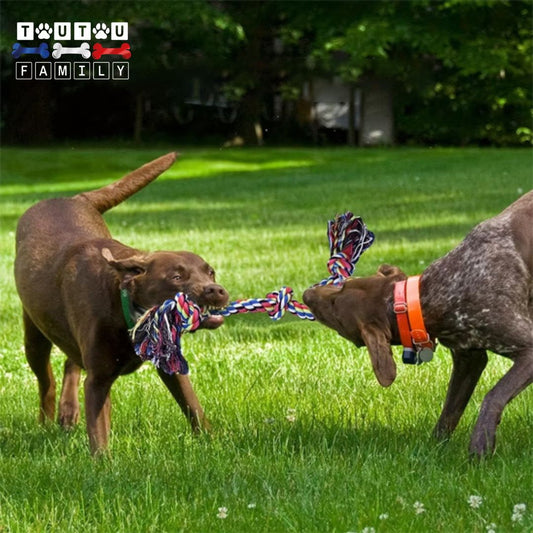 Jouet-pour-chien-indestructible-corde-a-noeud-deux-chien-à-la-morsure-puissante-et-agressif-qui-tire-chacun-d-un-coté-sur-la-corde-pour-un-jeu-interactif-qui-renforce-les-comportement-positif-et-éducatif-dans-un-parc
