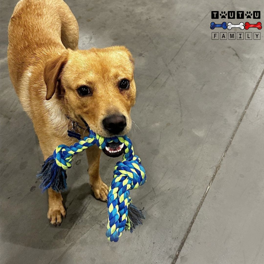 Jouet-pour-chien-indestructible-corde-tressée-un-grand-chien-qui-tient-dans-ses-crocs-la-corde-à-nœud-bleu-jouet-à-mâcher-d-occupation-doux-pour-les-gencive-100%-coton-naturel-nettoie-les-dents