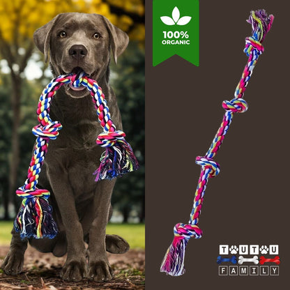 Jouet-pour-chien-indestructible-corde-a-nœud-rouge-un-labrador-chocolat-qui-tient-sa-corde-à-noeud-multicolore-dans-sa-mâchoire