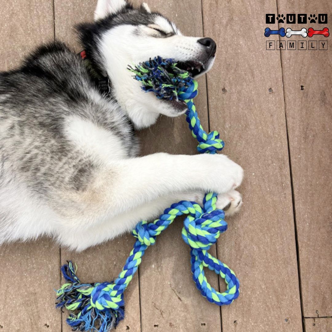 Jouet-pour-chien-indestructible-corde-a-macher-jouet-d-occupation-anti-stress-anti-anxiété-solide-100%-coton-naturel-sans-danger-un-husky-allongé-sur-la-terrasse-qui-mâche-et-mord-sa-corde-à-nœud-avec-poignée-tout-détendu-et-heureux