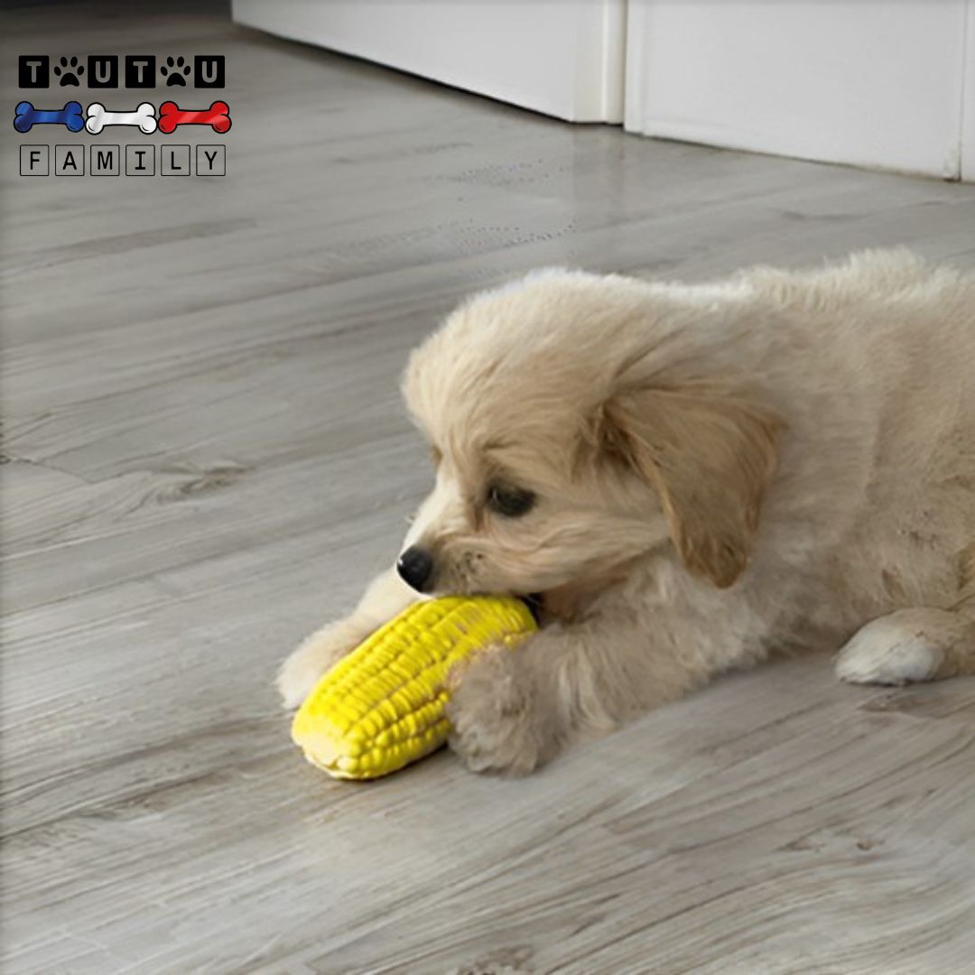jouet-pour-chiot-a-mâcher-solide-et-petit-chien-sonore-en-caoutchouc-100%-naturel-un-chiot-qui-mordille-et-fait-ses-dents-pour-se-soulager-sur-le-sol-du-salon