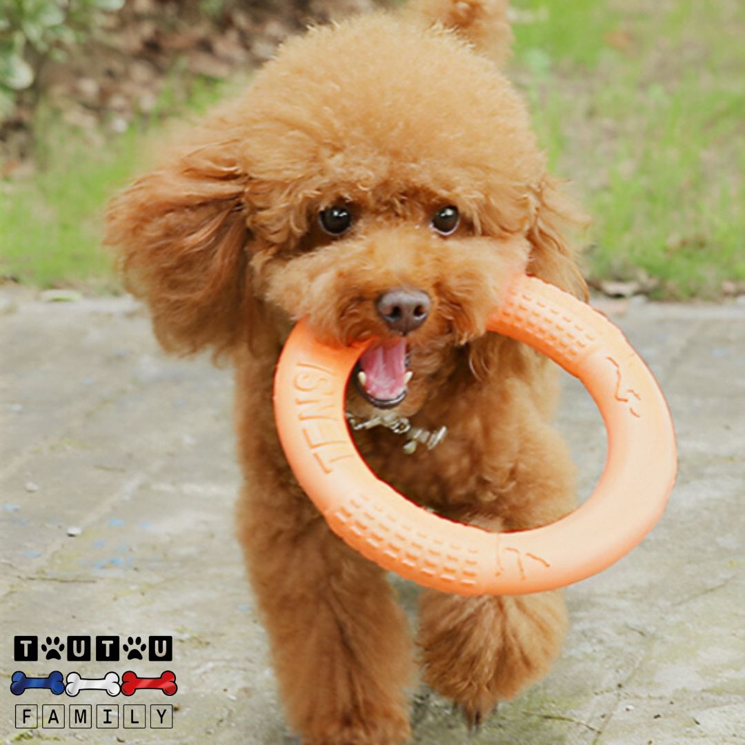 jouet-solide-pour-chien-destructeur-un-caniche-marron-qui-court-avec-le-jouet-en-anneau-dans-sa-machoire