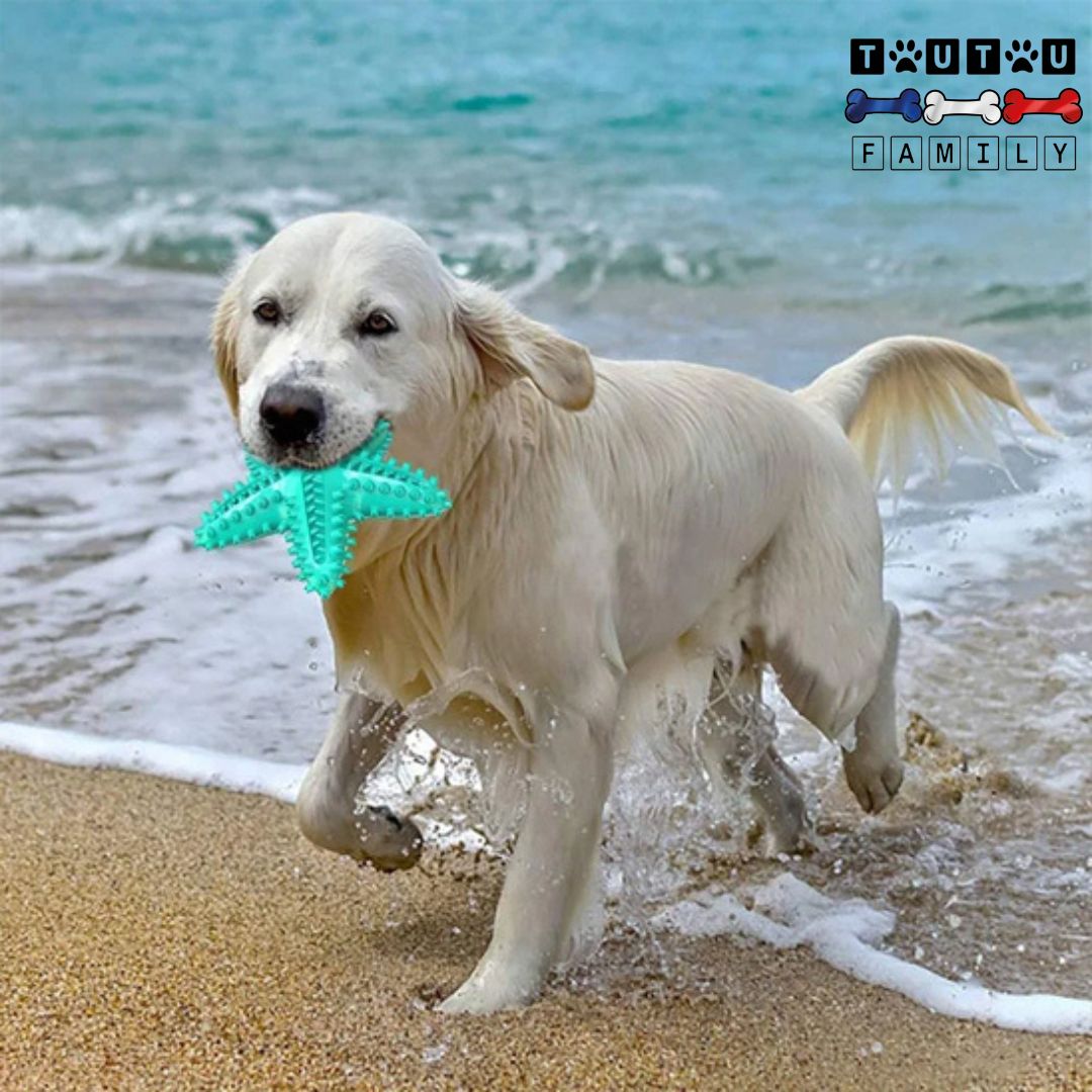 jouet-solide-pour-chien-anti-stress-un-golden-heureux-avec-son-jouet-à-la-plage
