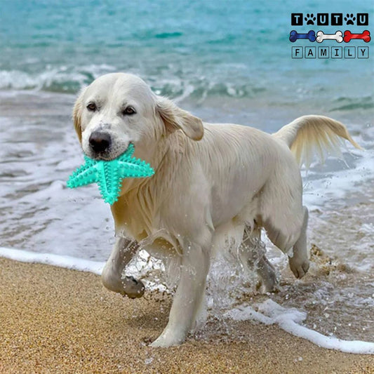 jouet-solide-pour-chien-anti-stress-un-golden-heureux-avec-son-jouet-à-la-plage