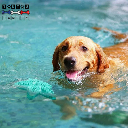 jouet-solide-pour-chien-d-occupation-un-golden-heureux-qui-nage-dans-l-eau-avec-son-jouet