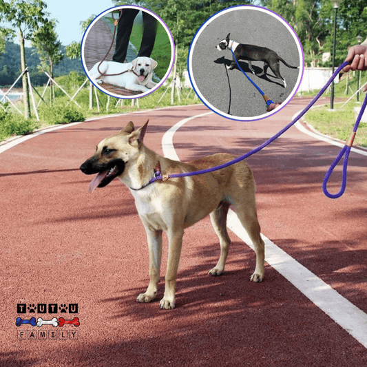 Laisse lasso chien - LassoToutou™