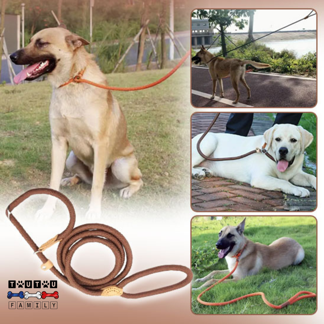 Laisse lasso chien - LassoToutou™