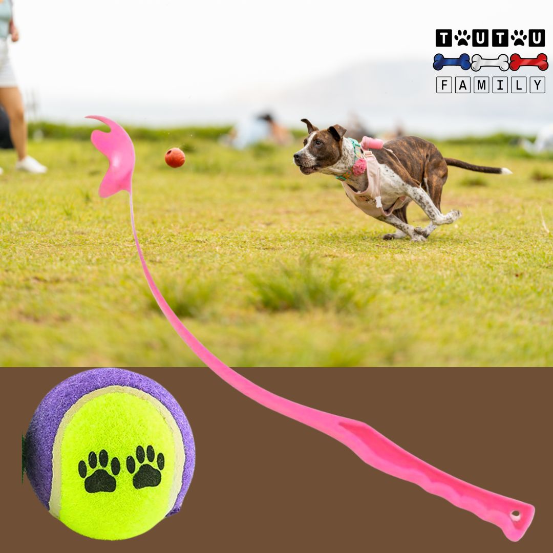 lanceur-de-balle-pour-chien-rose-avec-balle-de-tennis un chien musclé qui court à toute vitesse dans l'herbe pour attraper la balle au vol