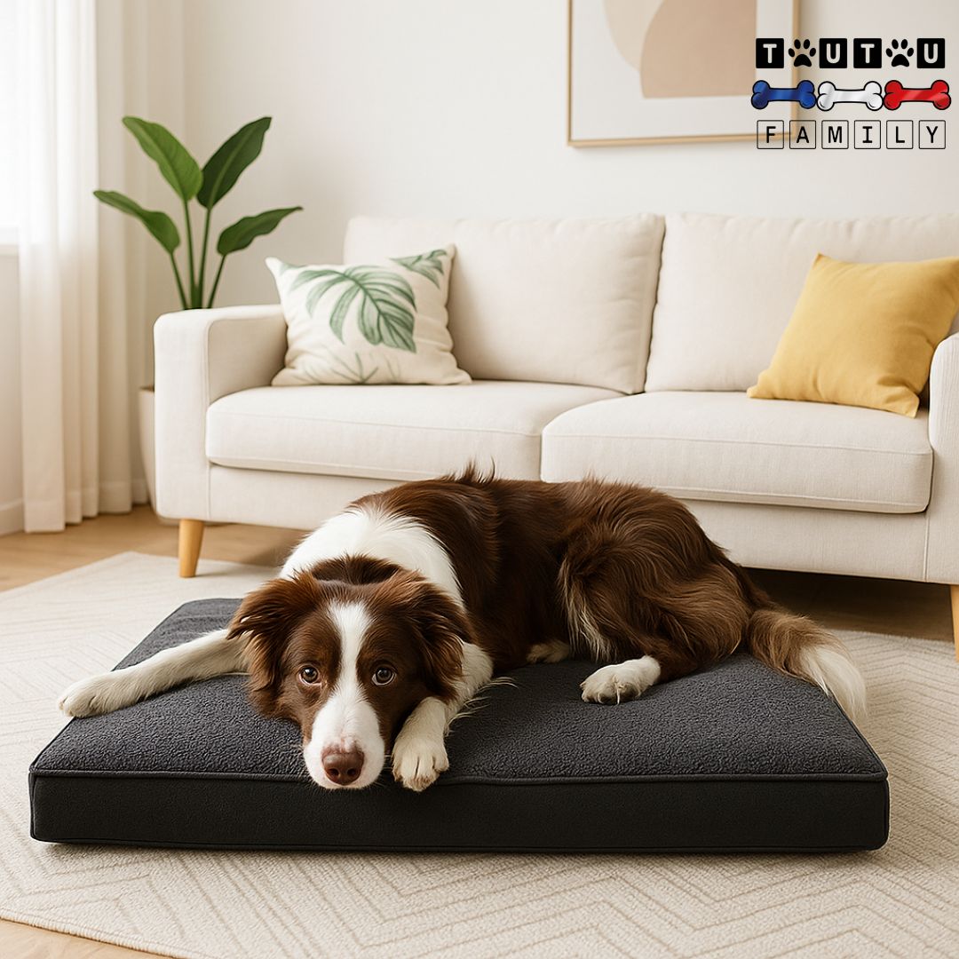 lit-chien-imperméable-un chien de taille moyenne confortablement couché sur le matelas orthopédique à mémoire de forme, idéal pour chien âgé ou souffrant de dysplasie de la hanche ou fragiles aux articulations, déhoussable et lavable en machine avec coté peluche pour l'hiver et tissu oxford résistant et respirant pour l'été