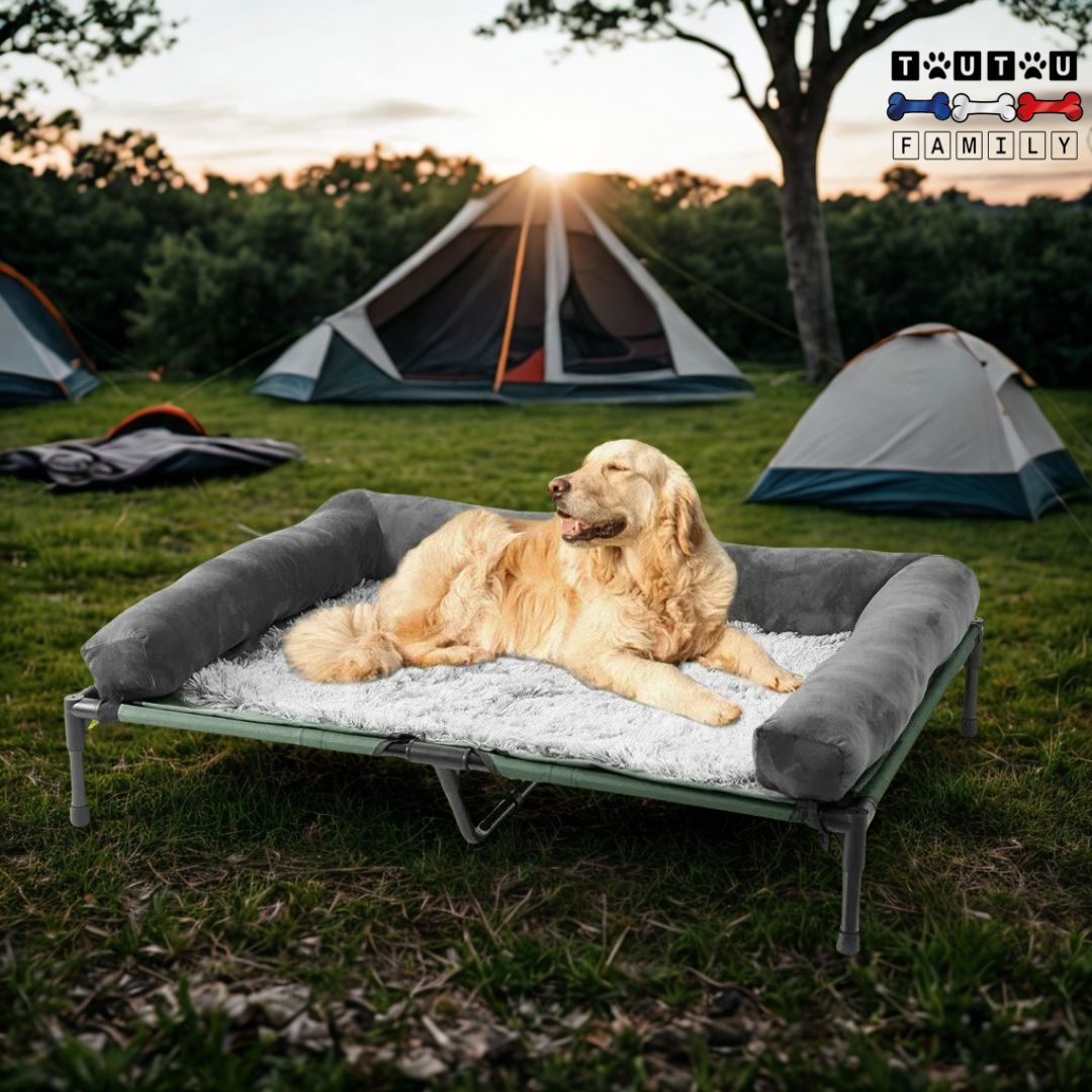Lit-de-camp-chien-un-chien-couché-confortablement-sur-son-lit-surélevé-avec-son-tapis-doux-en-peluche-chaude-au-camping-à-cote-des-tente-dans-la-nature-au-coucher-de-soleil