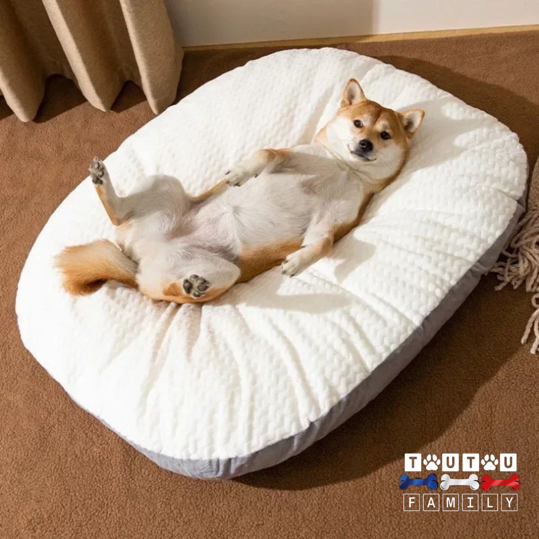 Lit-pour-chien-confortable-ergonomique-un-shiba-inu-couché-sur-le-dos-confortablement-sur-le-dos-les-pattes-en-l-air-dans-son-lit-épais-et-moelleux-rembourré-en-coton-pour-un-coussin-mémoire-de-forme-pour-chien-de-petite-à-moyenne-taille