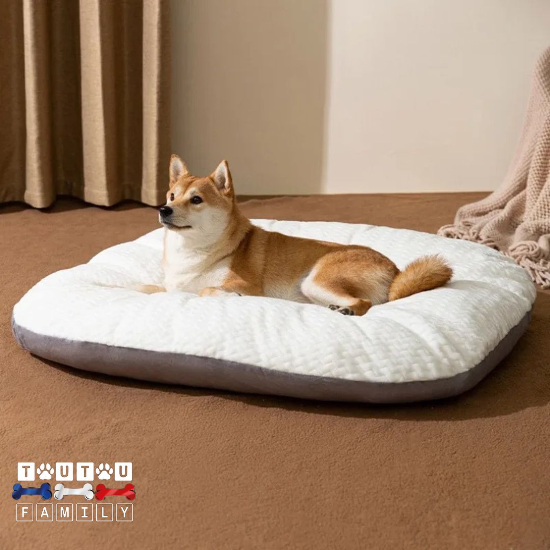 Lit-pour-chien-lavable-déhoussable-un-chien-couché-sur-son-lit-douillet-respirant-et-épais-dans-son-salon