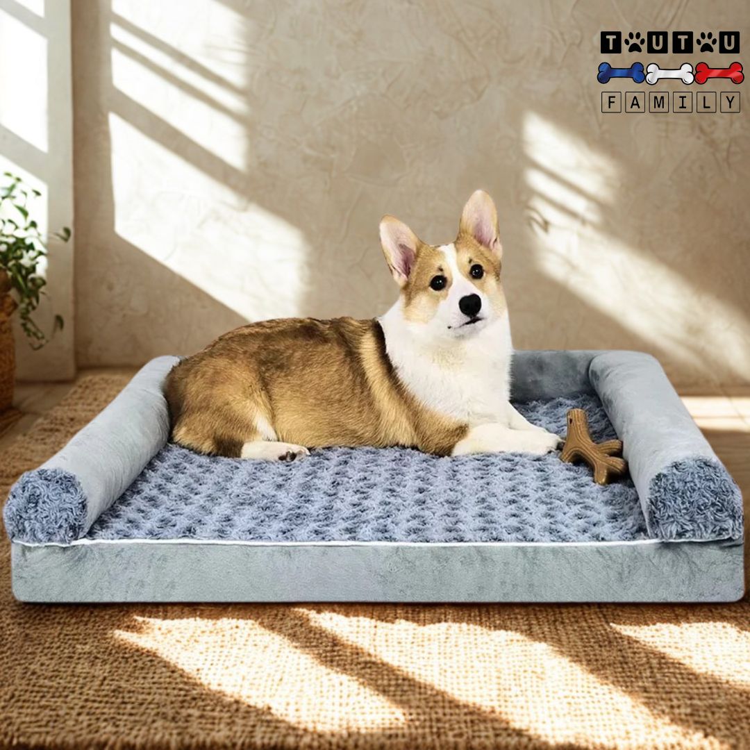 Lit-pour-chien-orthopédique-déhoussable-confortable-un-chien-de-taille-moyenne-avec-son-jouet-qui-se-repose-sur-son-grand-lit-avec-matelas-ergonomique-dans-le-salon