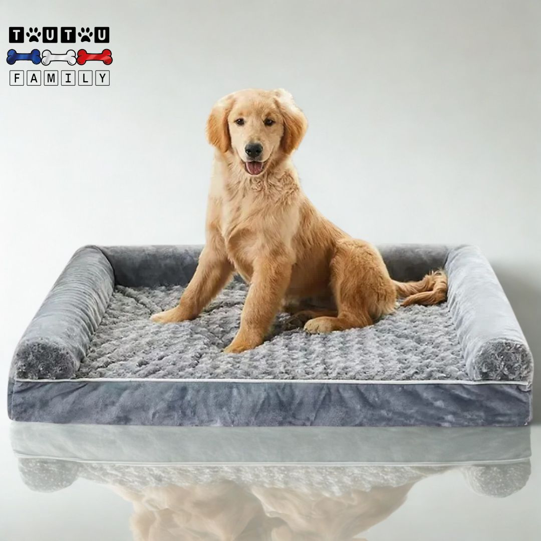 Lit-pour-chien-orthopédique-déhoussable-velours-un-golden-assis-confortablement-sur-son-lit-à-mémoire-de-forme-ergonomique-en-coton-avec-traversin-en-U-avec-rebord-pour-reposer-sa-t^tête-pour-un-soutien-optimal-qui-isole-du-sol-ciré-froid