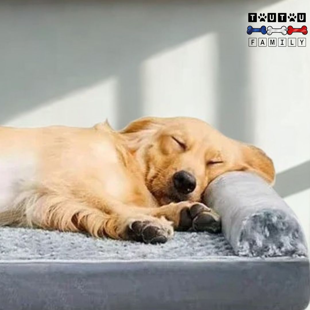Lit-pour-chien-orthopédique-déhoussable-un-grand-chien-qui-dort-paisiblement-et-confortablement-sur-son-lit-gris-sa-tête-reposant-sur-le-traversin-latéral
