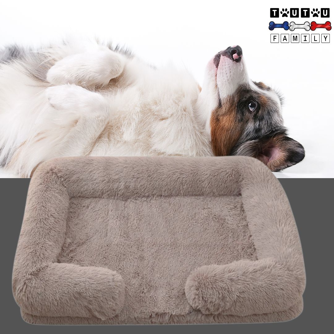 lit-orthopedique-pour-chien-beige-un-jack-russel-tout-mignon-couché-sur-le-dos-les-pattes-avant-jointe-sur-son-ventre
