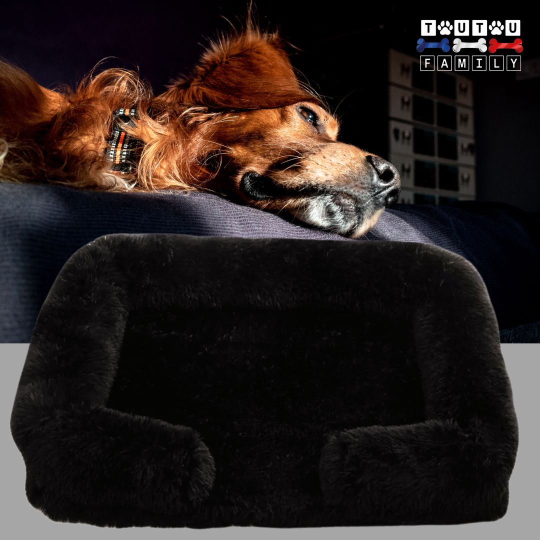 lit-orthopedique-pour-chien-noir-un-setter-irlandais-allongé-qui-se-repose