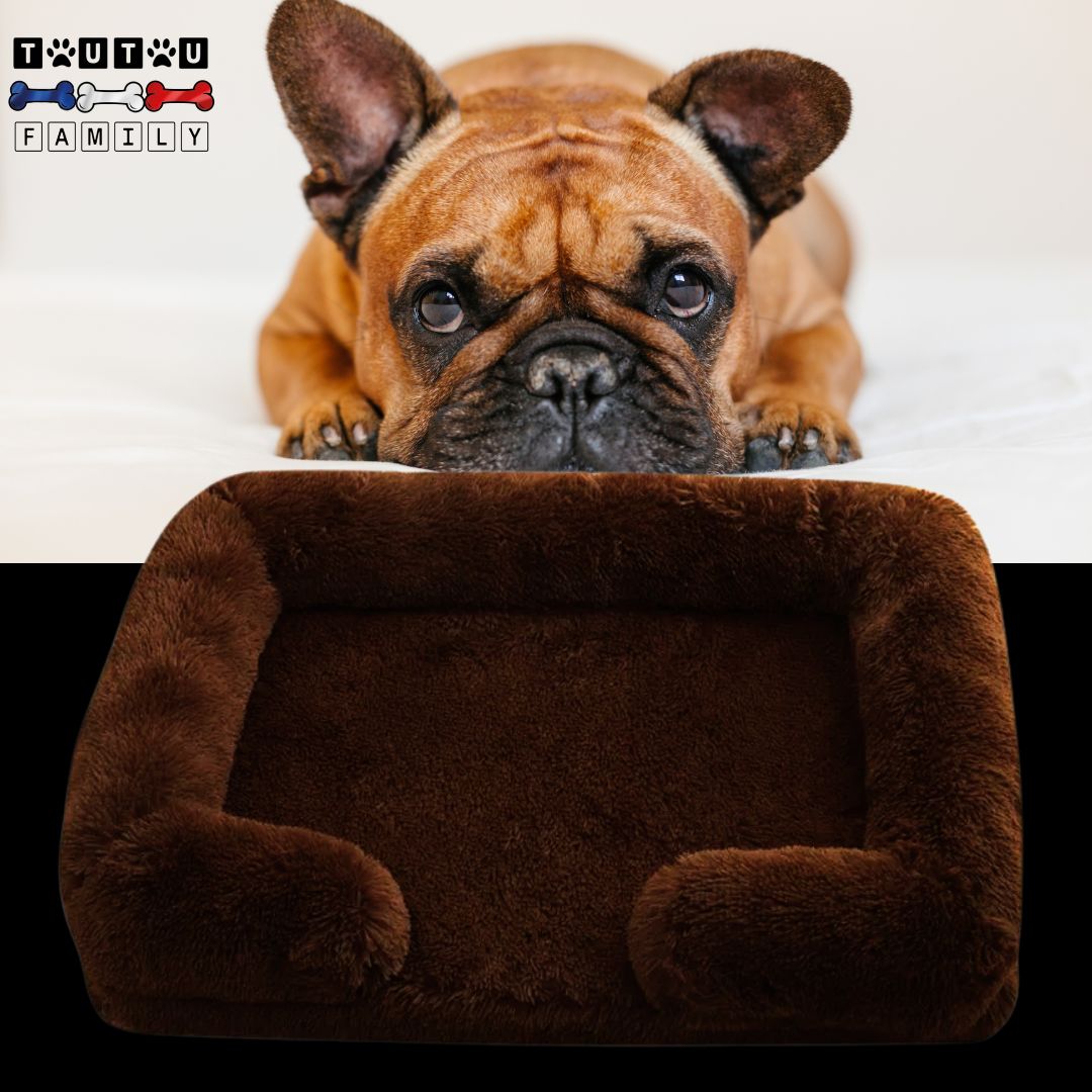 lit-orthopedique-pour-chien-marron-un-chiot-bouledogue-français-couché-sur-sa-tête-posée-sur-ses-pattes-avant-qui-nous-regarde