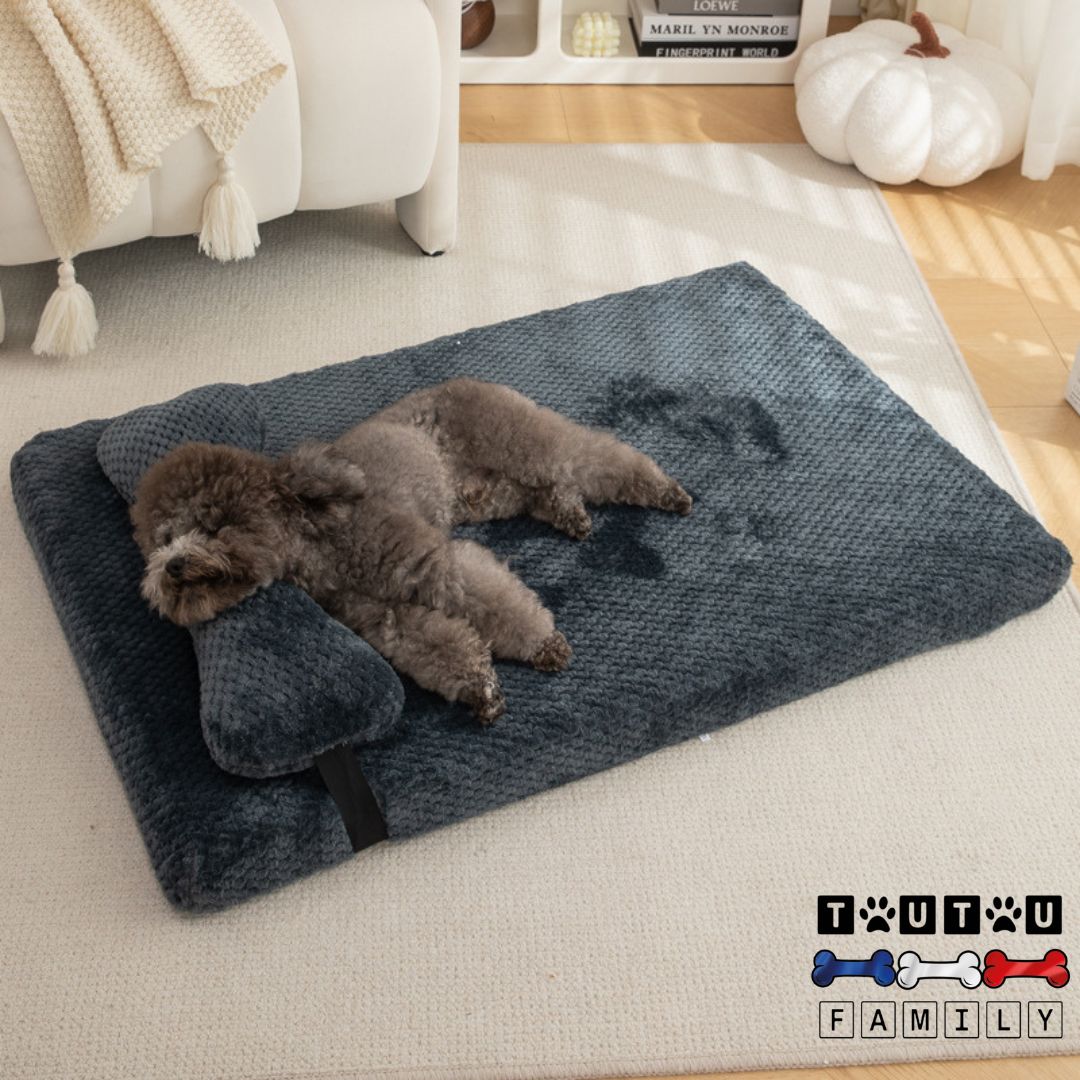 Lit-pour-chien-orthopédique-avec-coussin-imperméable-un-caniche-qui-dort-paisiblement-sur-son-matelas-à-mémoire-de-forme-sa-tête-reposant-sur-le-coussin-100%-coton-moelleux