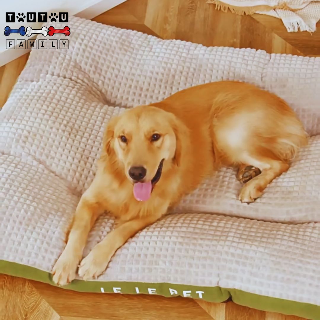 Lit-pour-chien-xxl-déhoussable-lavable-solide un grand chien couché sur le ventre sur son lit ergonomique hypoallergénique 100% coton lavable en machine imperméable et antidérapant