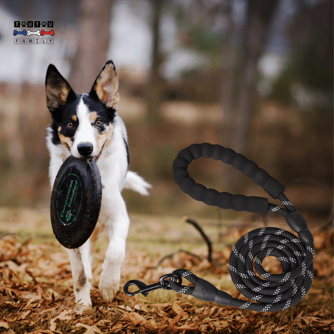 Longue laisse pour chien - LaisseToutou™